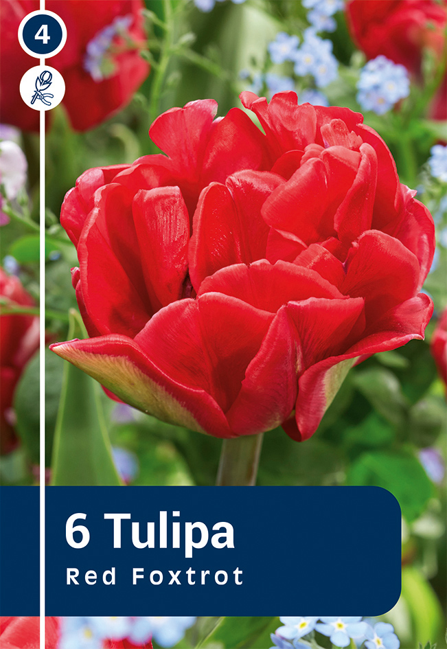 Tulpe Red Foxtrot 6 gab.