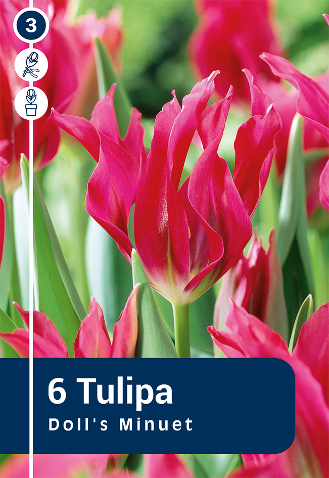 Tulpe Doll`s Minuet 6 gab.