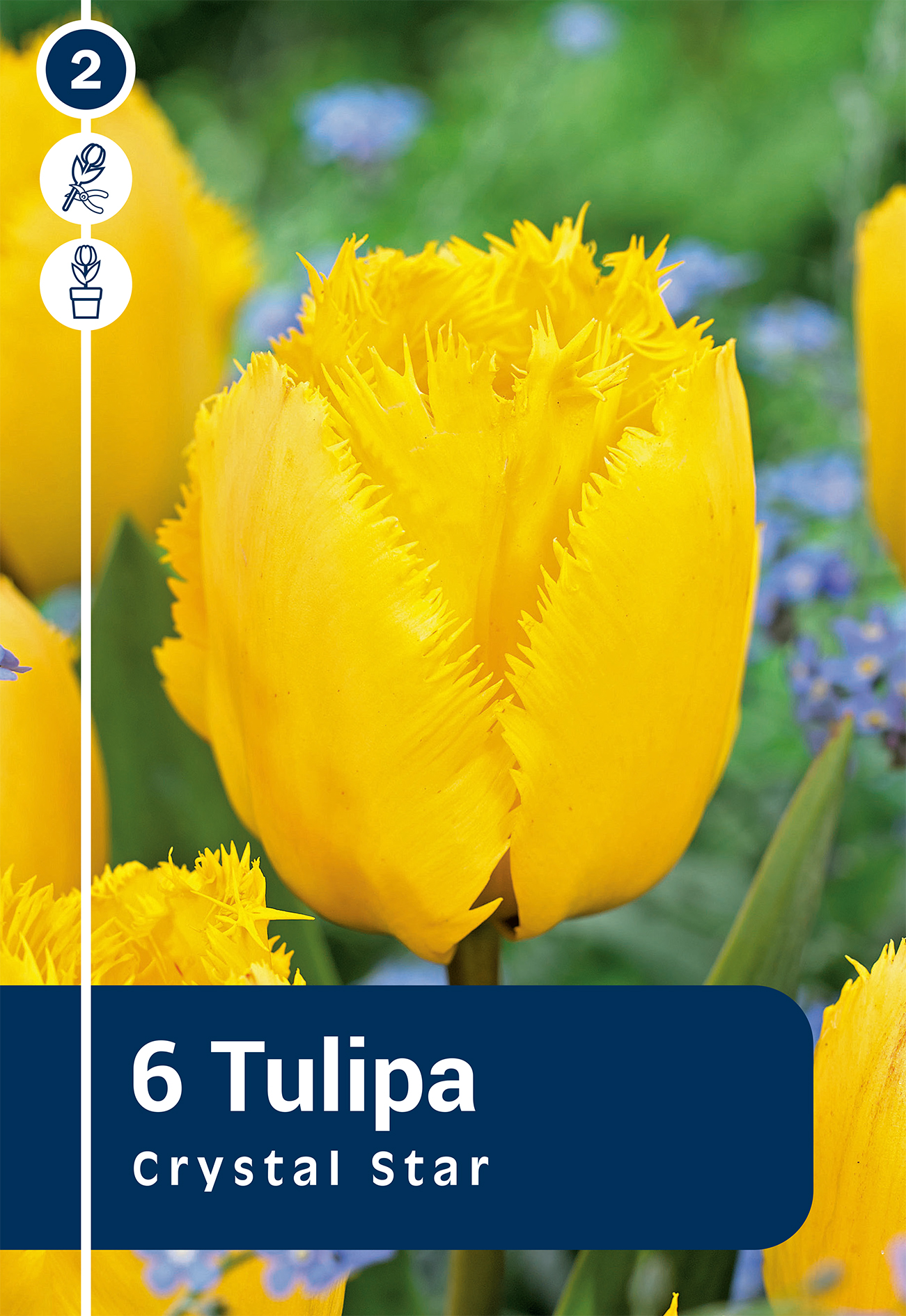 Tulpe Crystal Star 5 gab.