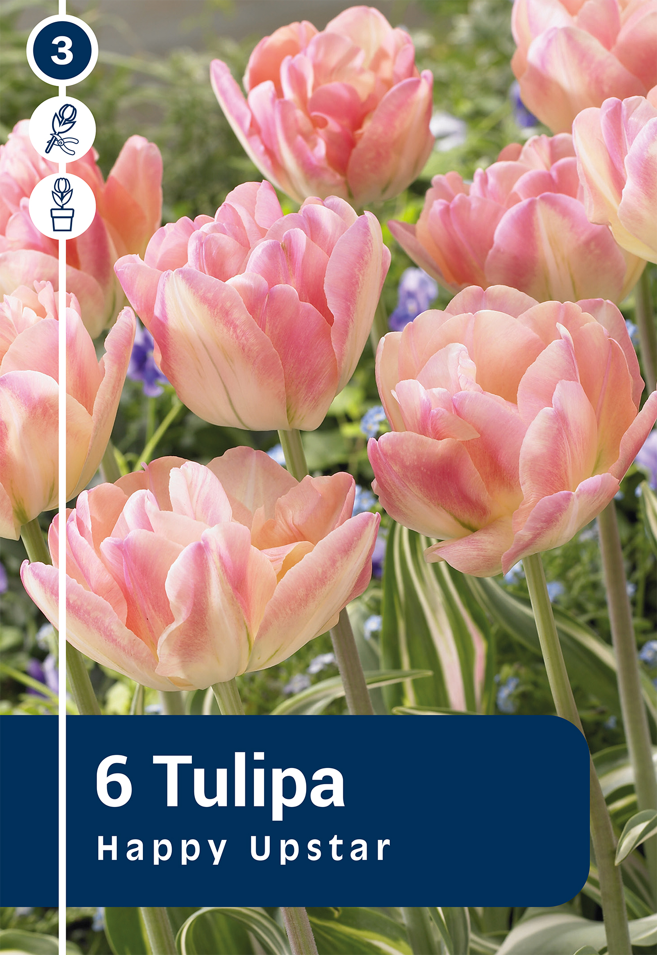 Tulpe Happy Upstar 6 gab.