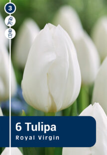 Tulpe Royal Virgin 6 gab.