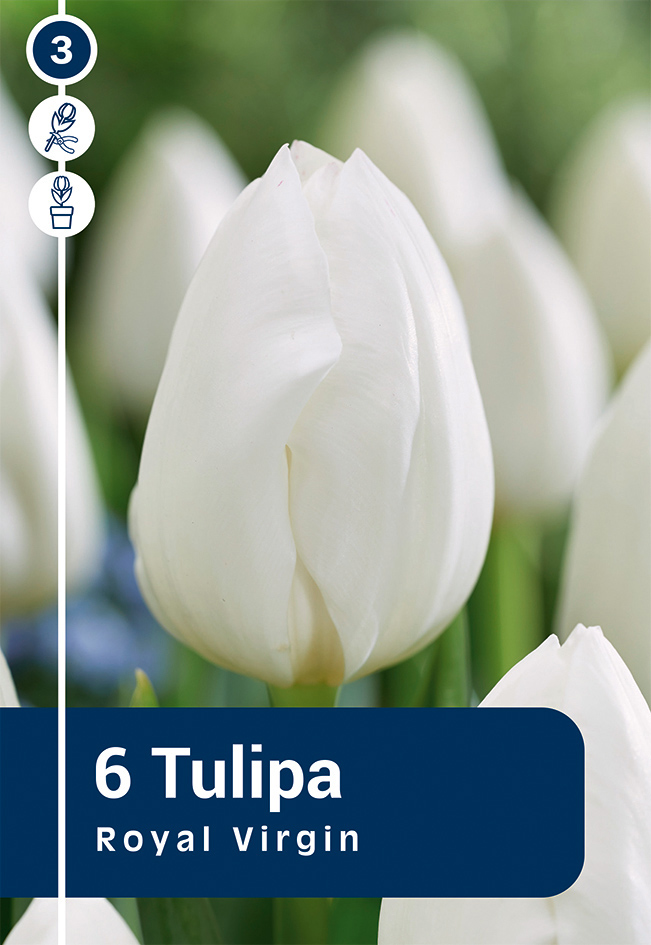 Tulpe Royal Virgin 6 gab.