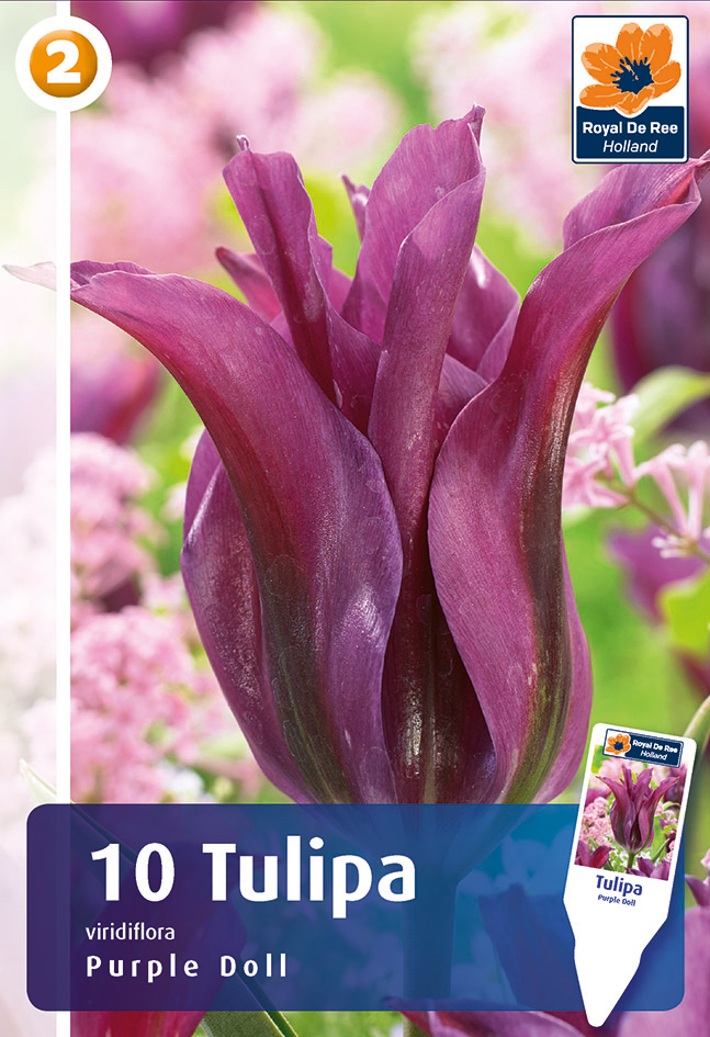Tulpe Purple Doll 6 gab.
