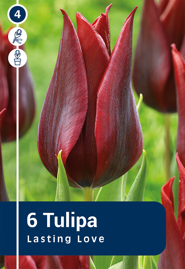 Tulpe Lasting Love 6 gab.