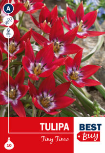 Botāniskā tulpe Tiny Timo 10 gab.