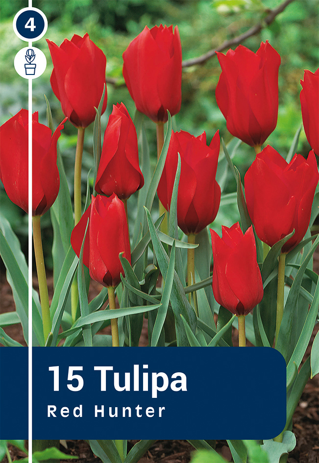 Botāniskā tulpe Red Hunter 15 gab.