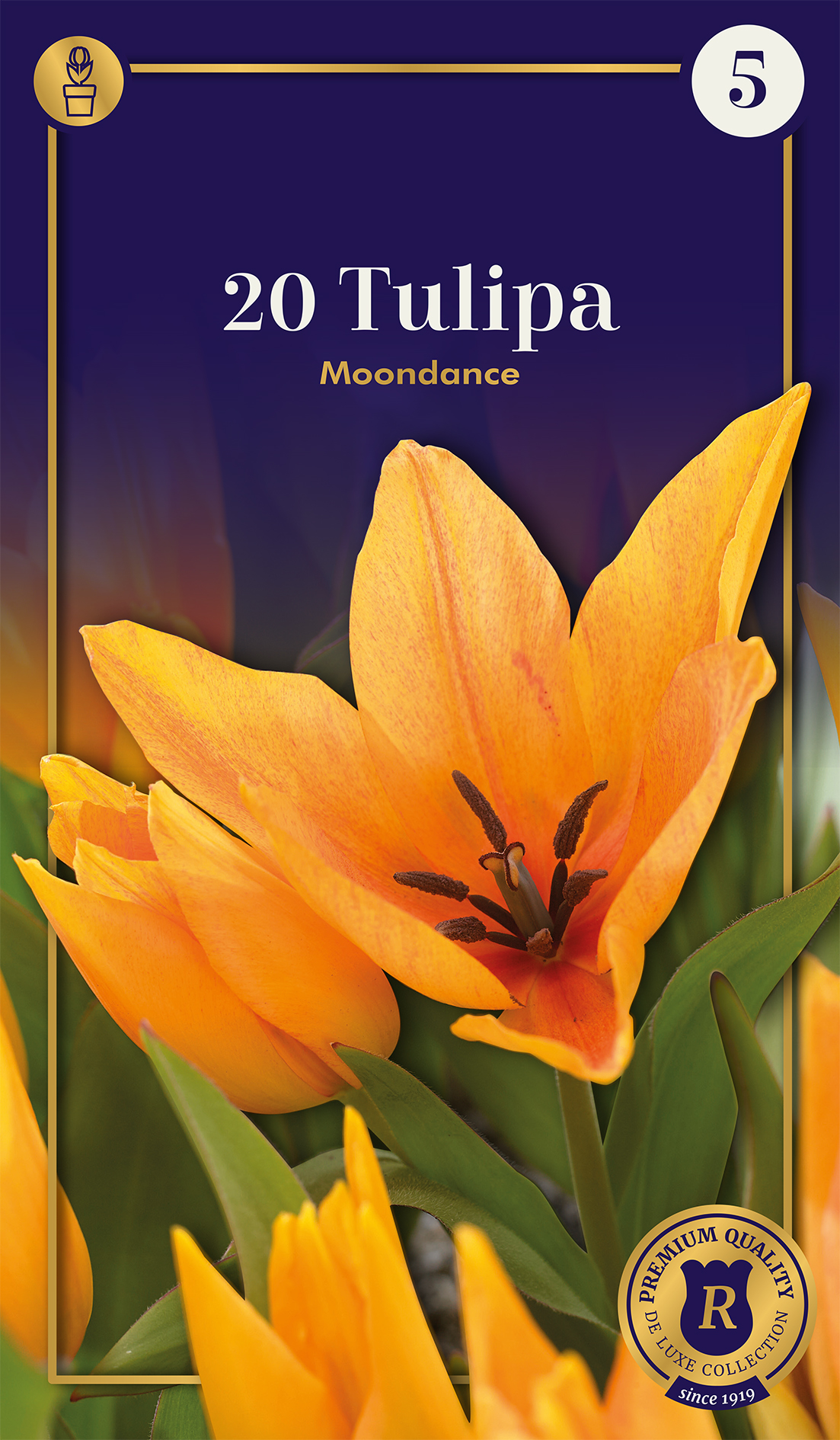 Botāniskā tulpe Moondance 20 gab.