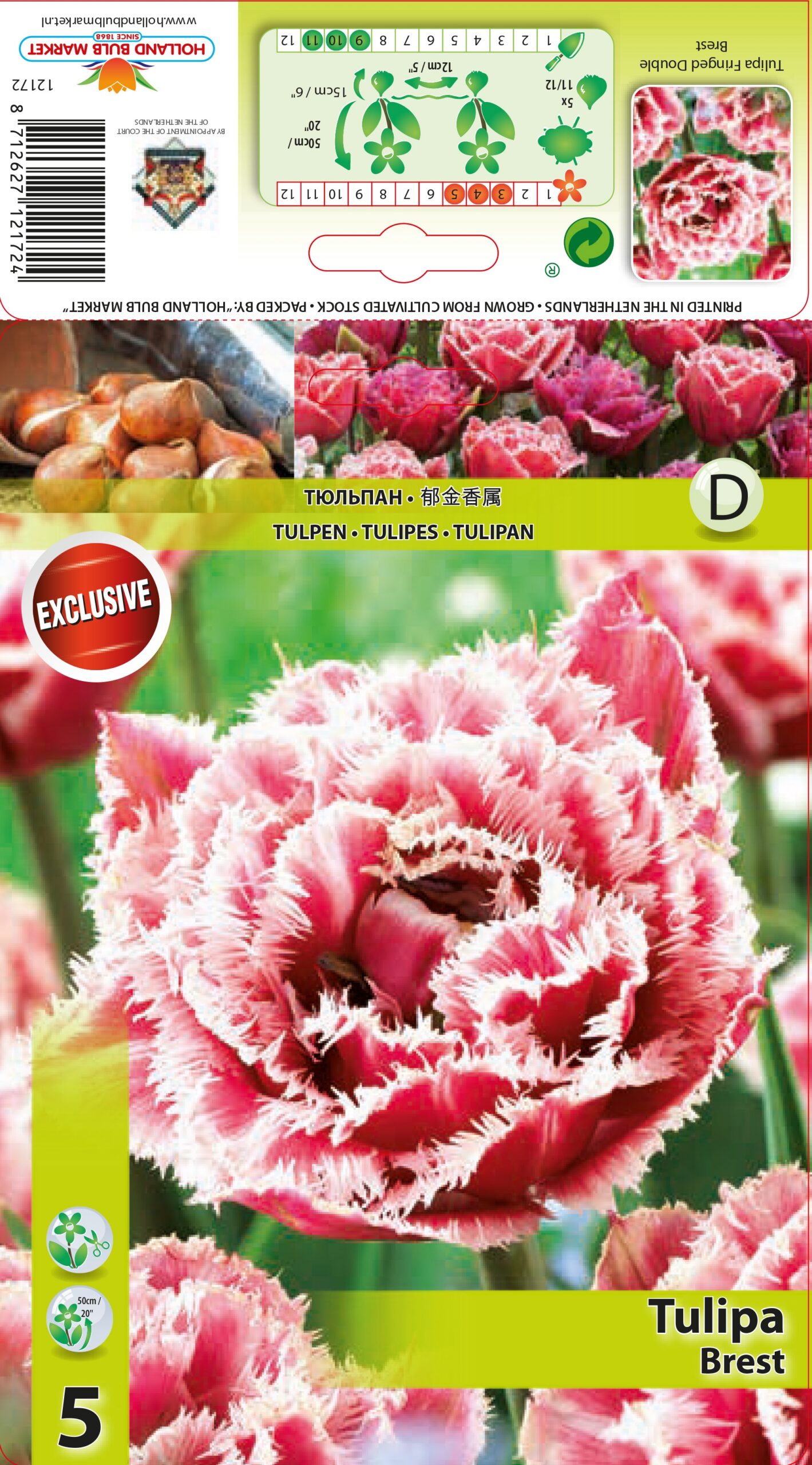 Tulpe Brest 5 gab.