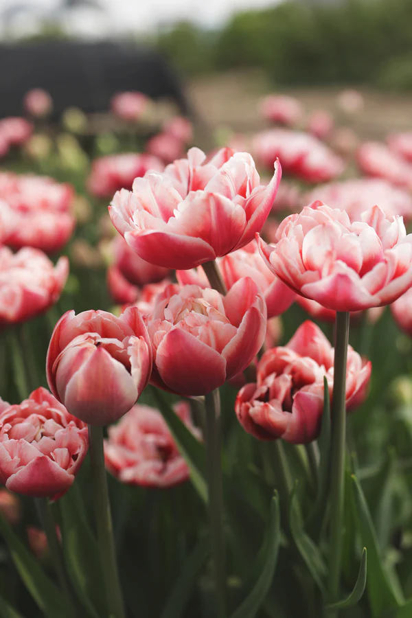 Tulpe Drumline 1 gab.