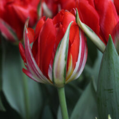 Tulpe Love Valley 1 gab.