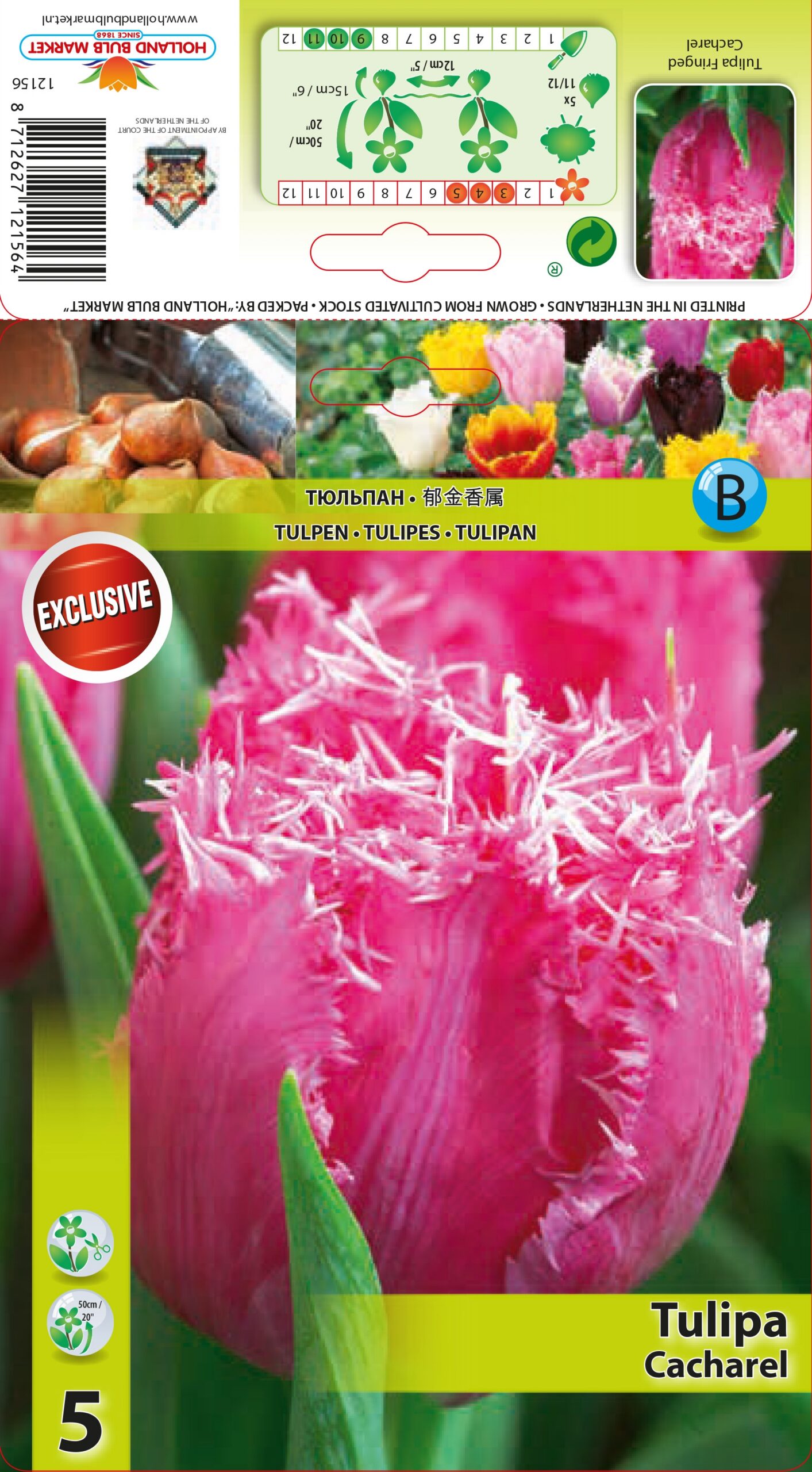 Tulpe Cacharel 5 gab.