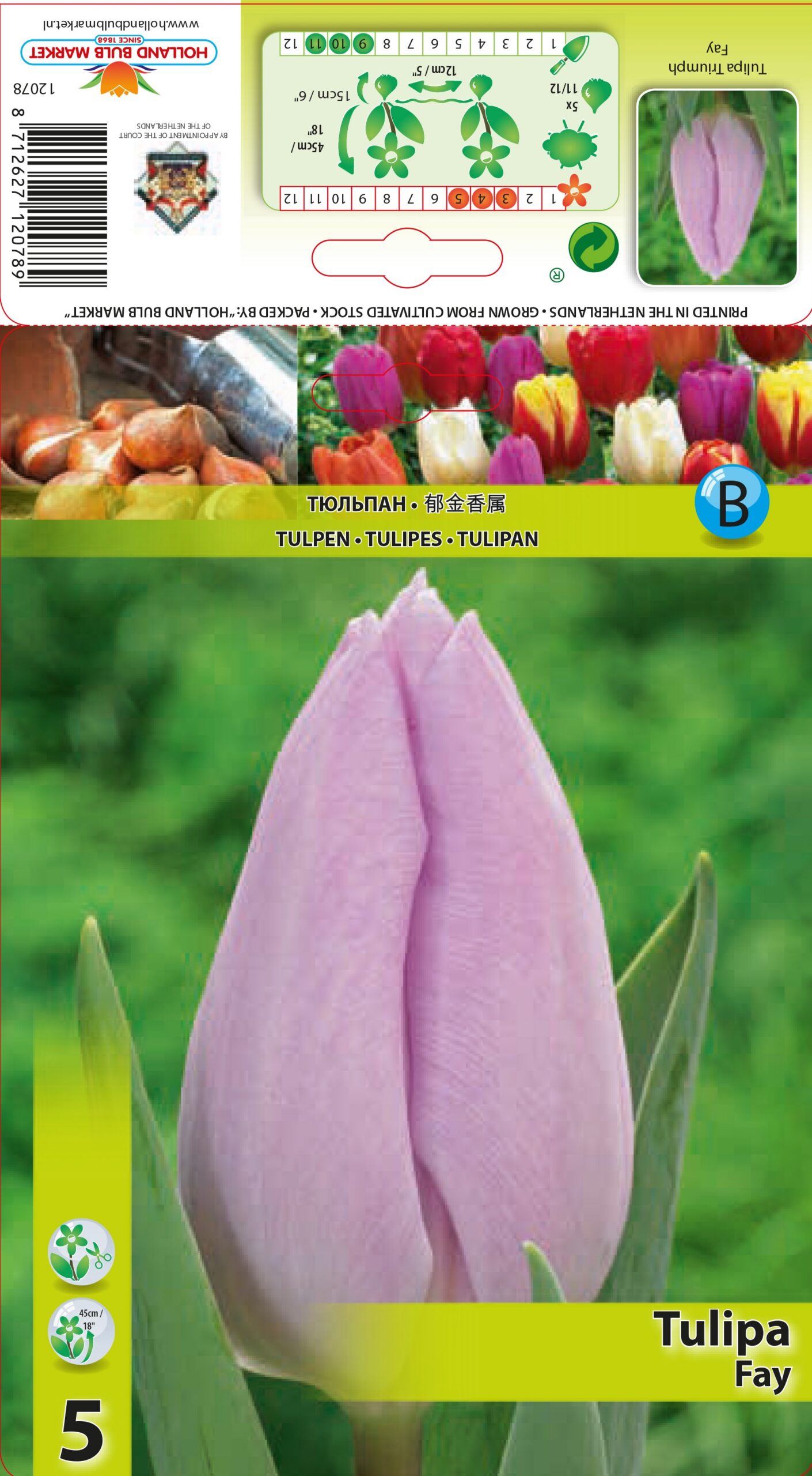 Tulpe Fay 5 gab.