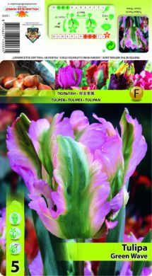 Tulpe Green Wave 5 gab.