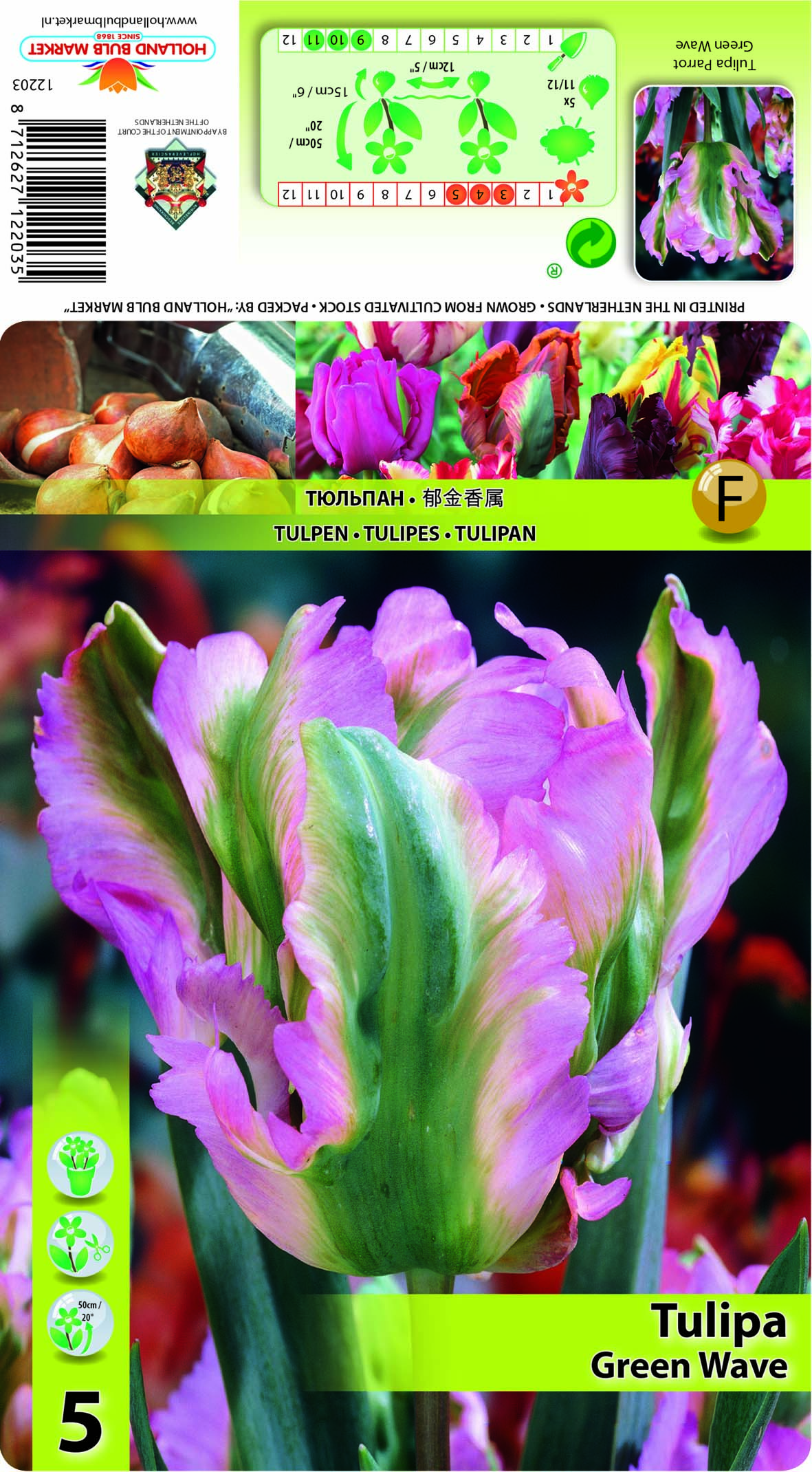 Tulpe Green Wave 5 gab.