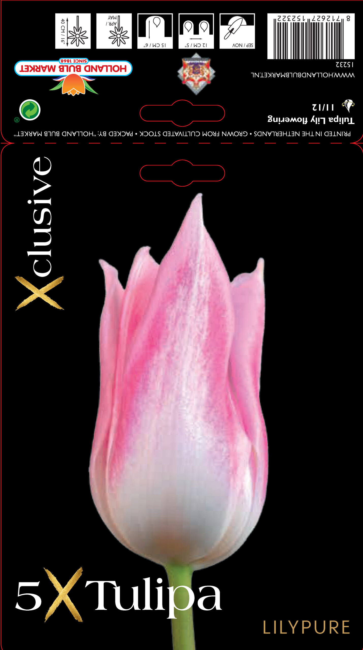 Tulpe Lilypure 10 gab.