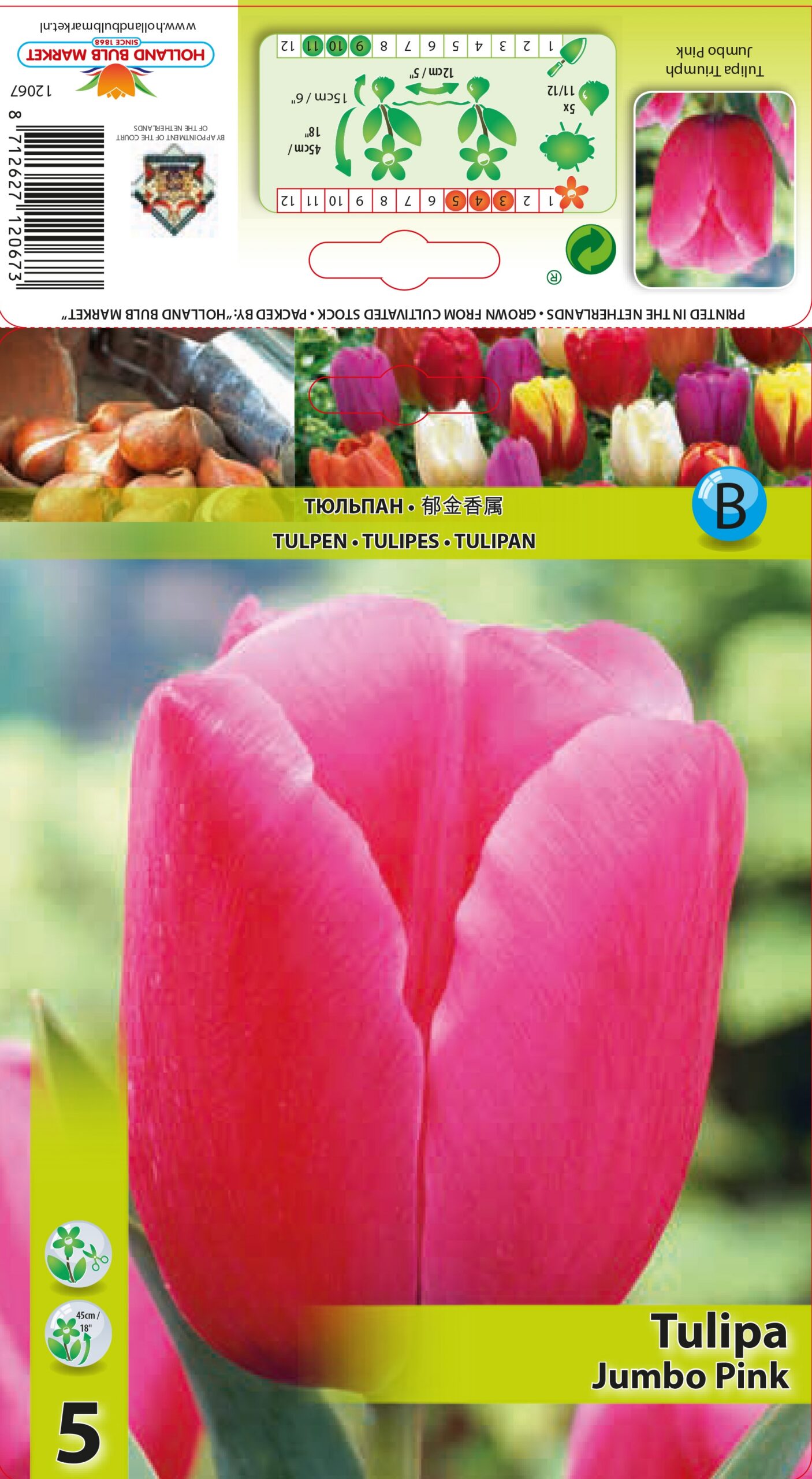 Tulpe Jumbo Pink 5 gab.
