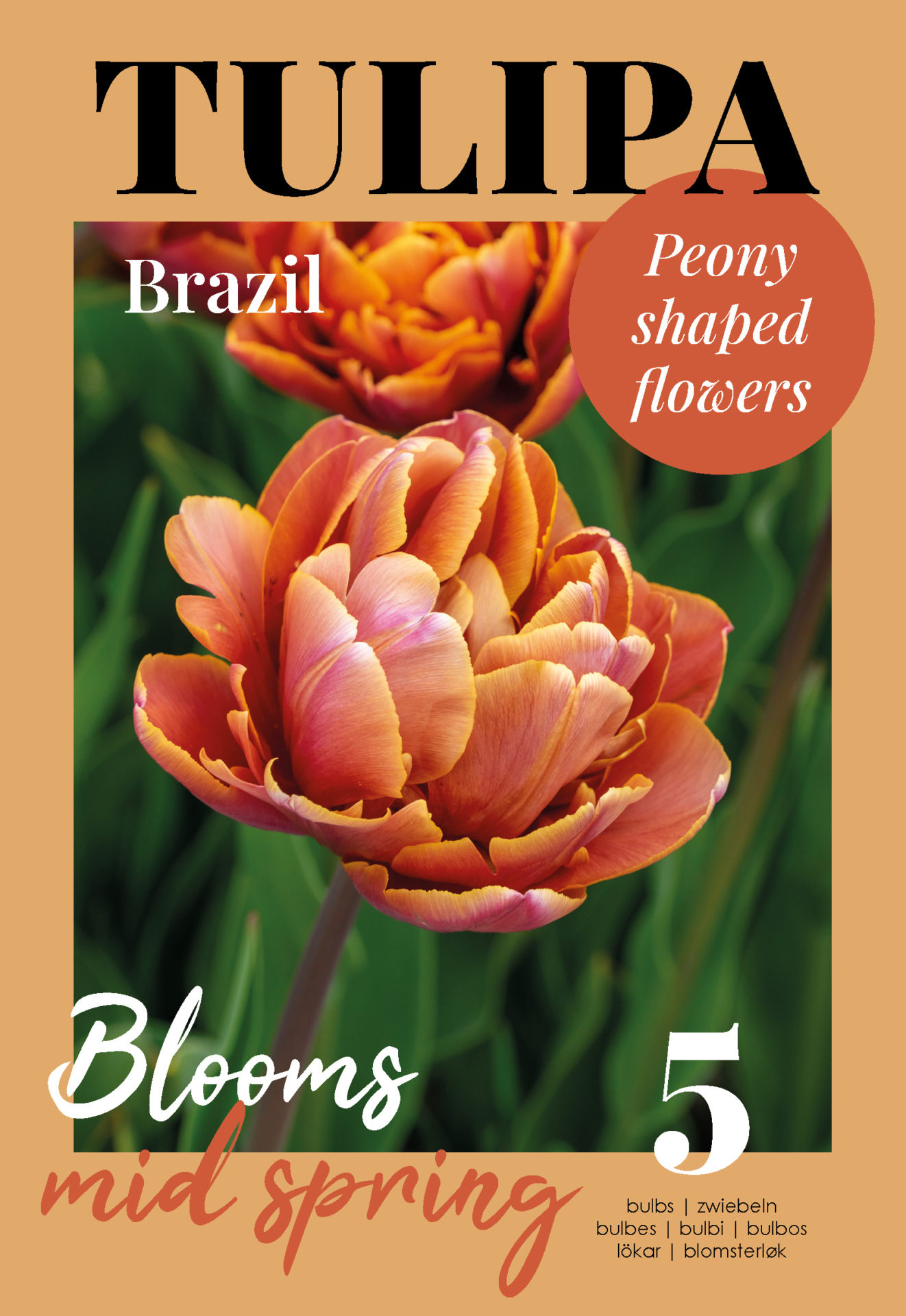 Tulpe Brazil 5 gab.