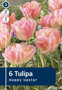 Tulpe Happy Upstar 6 gab.