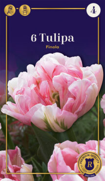 Tulpe Finola 6 gab.
