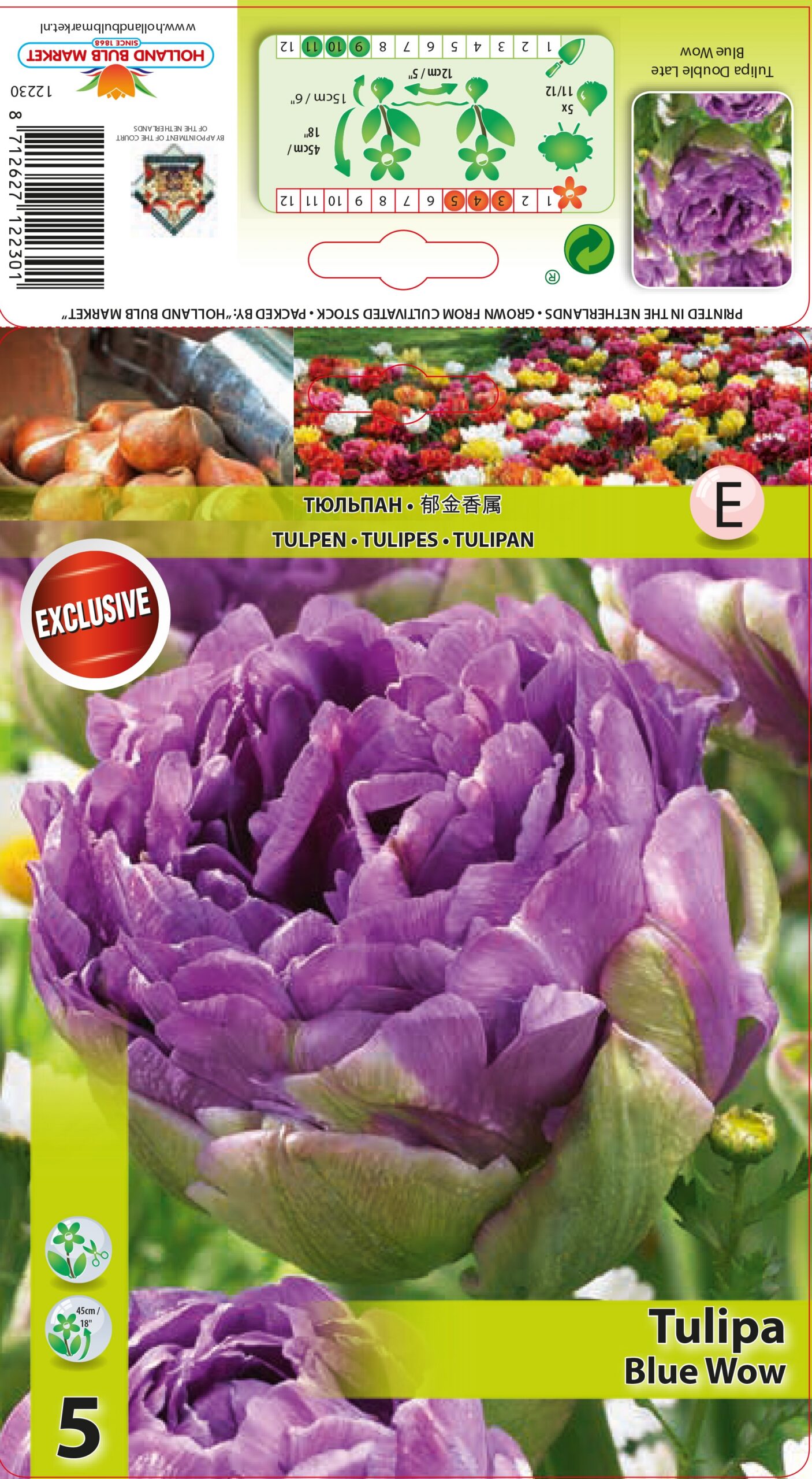 Tulpe Blue Wow 5 gab.