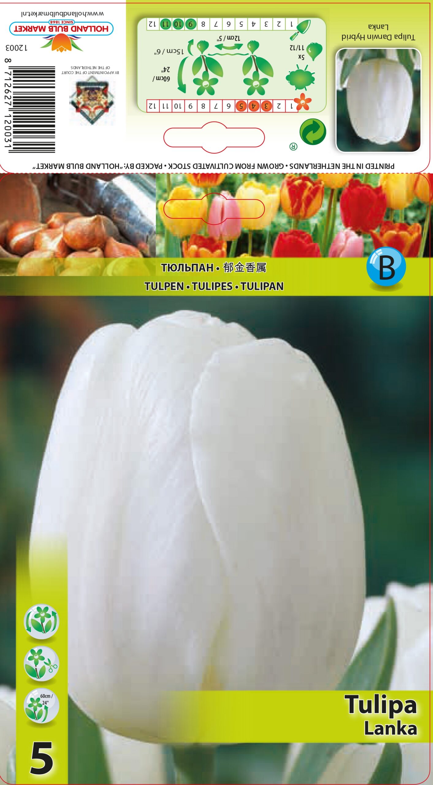 Tulpe Lanka 5 gab.