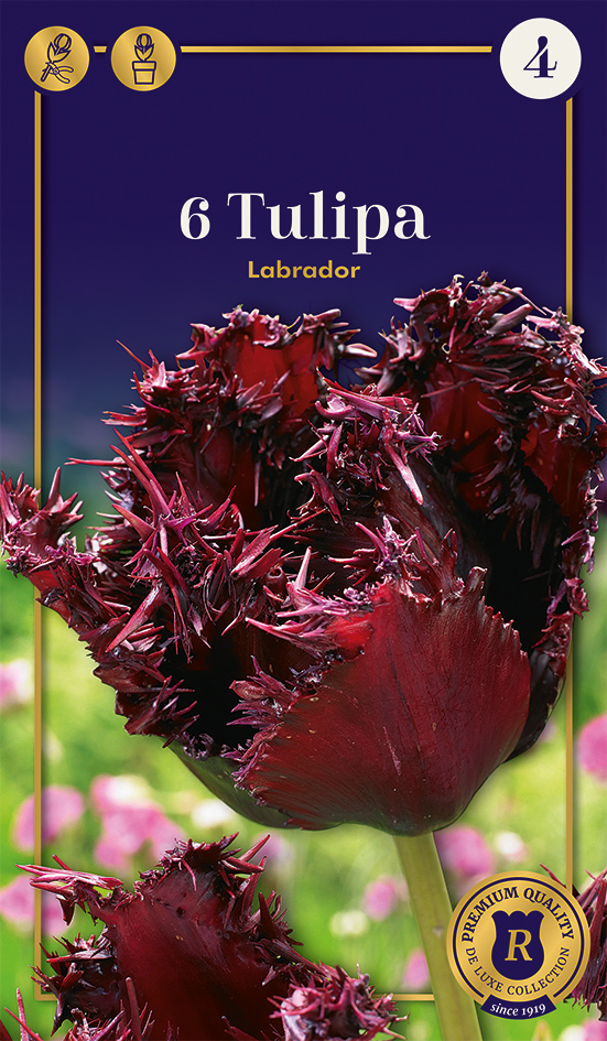 Tulpe Labrador 6 gab.