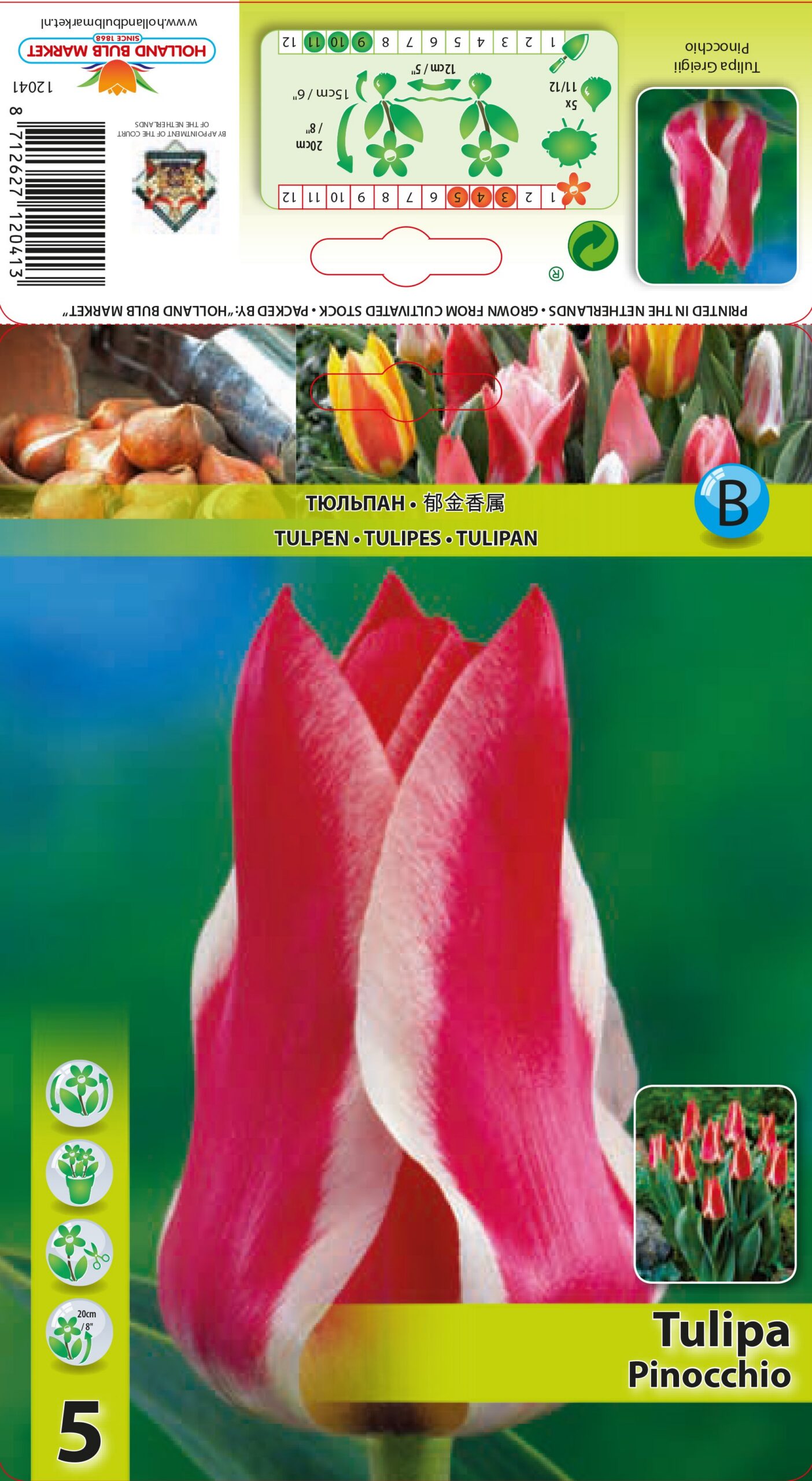Tulpe Pinocchio 5 gab.