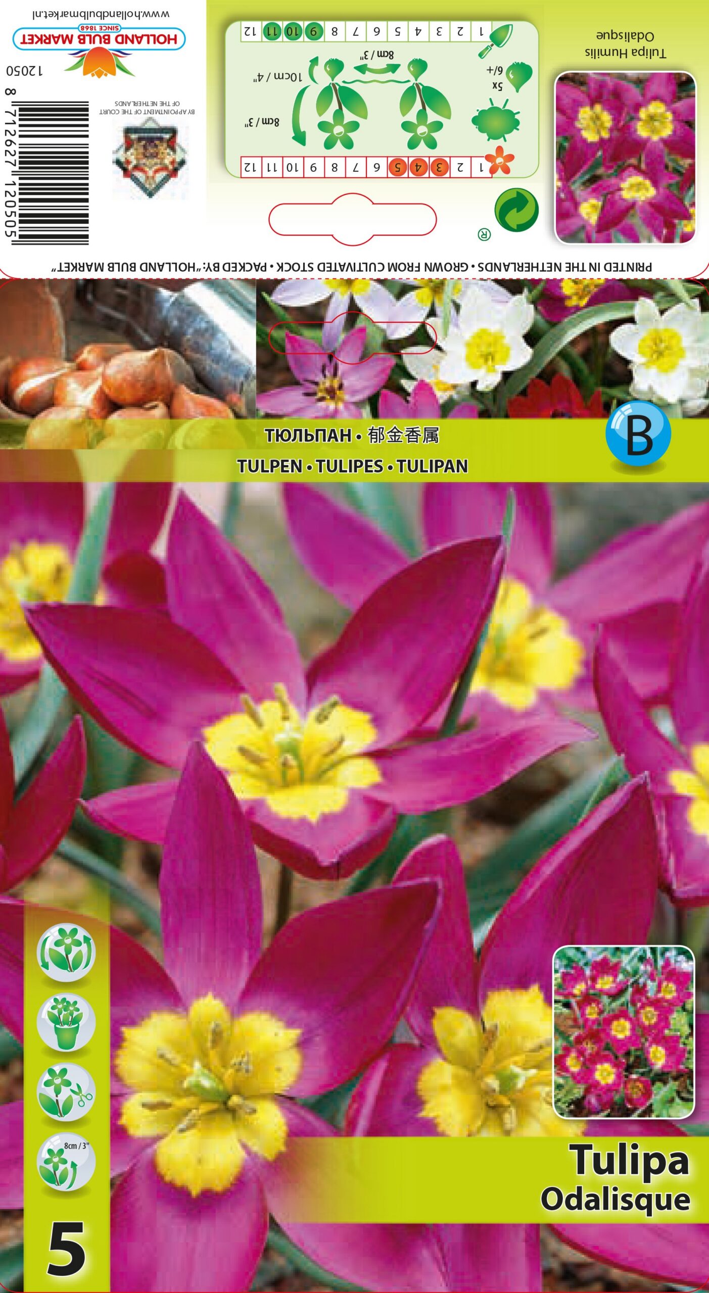 Tulpe Odalisque 5 gab.