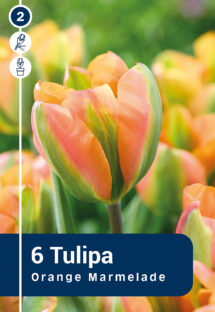 Tulpe Orange Marmelade 6 gab.