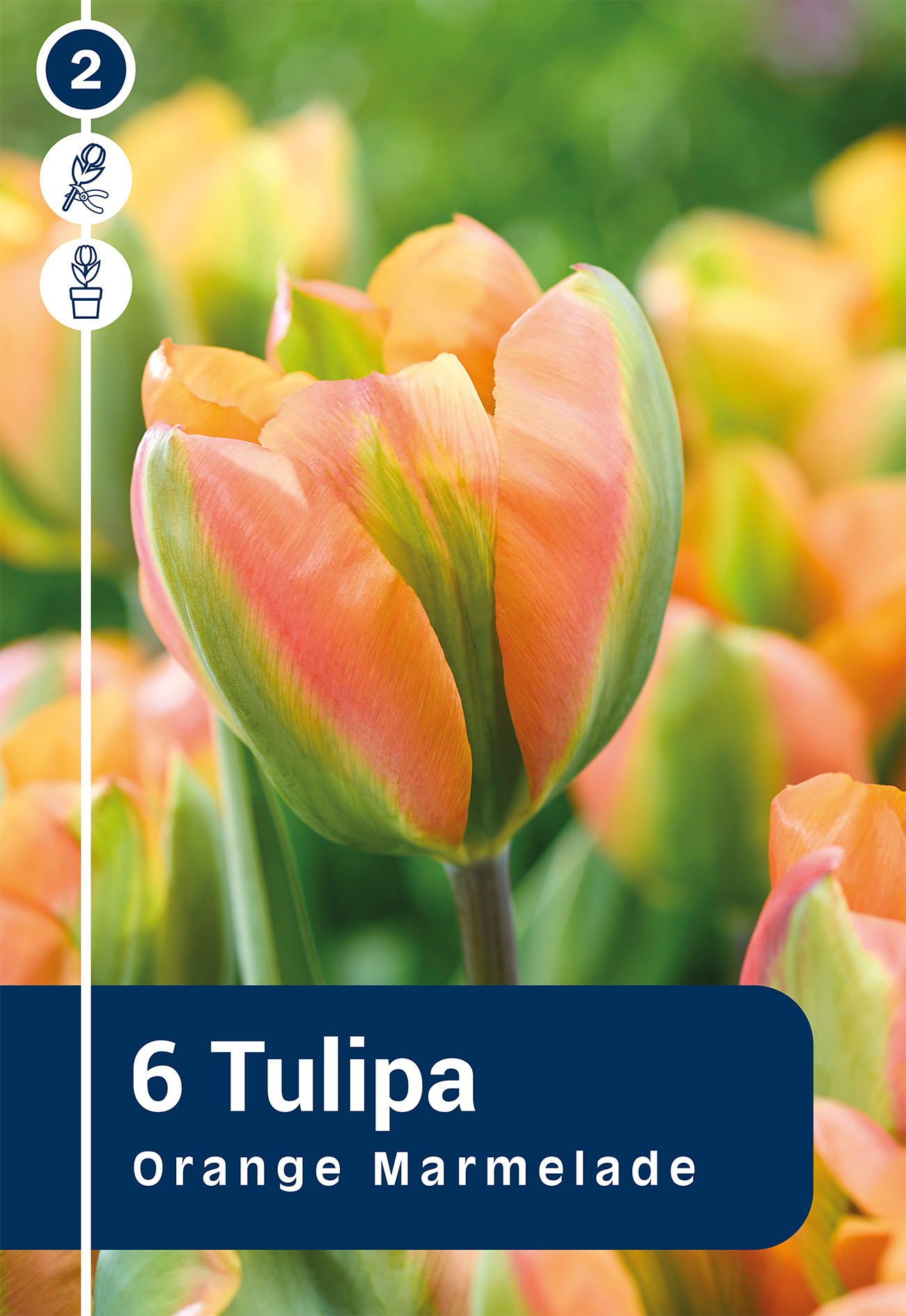 Tulpe Orange Marmelade 6 gab.