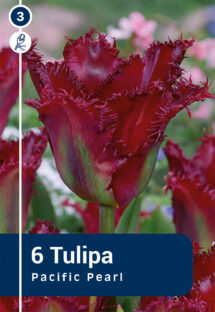 Tulpe Pacific Pearl 6 gab.