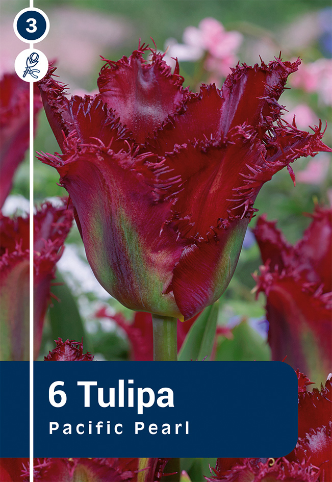 Tulpe Pacific Pearl 6 gab.