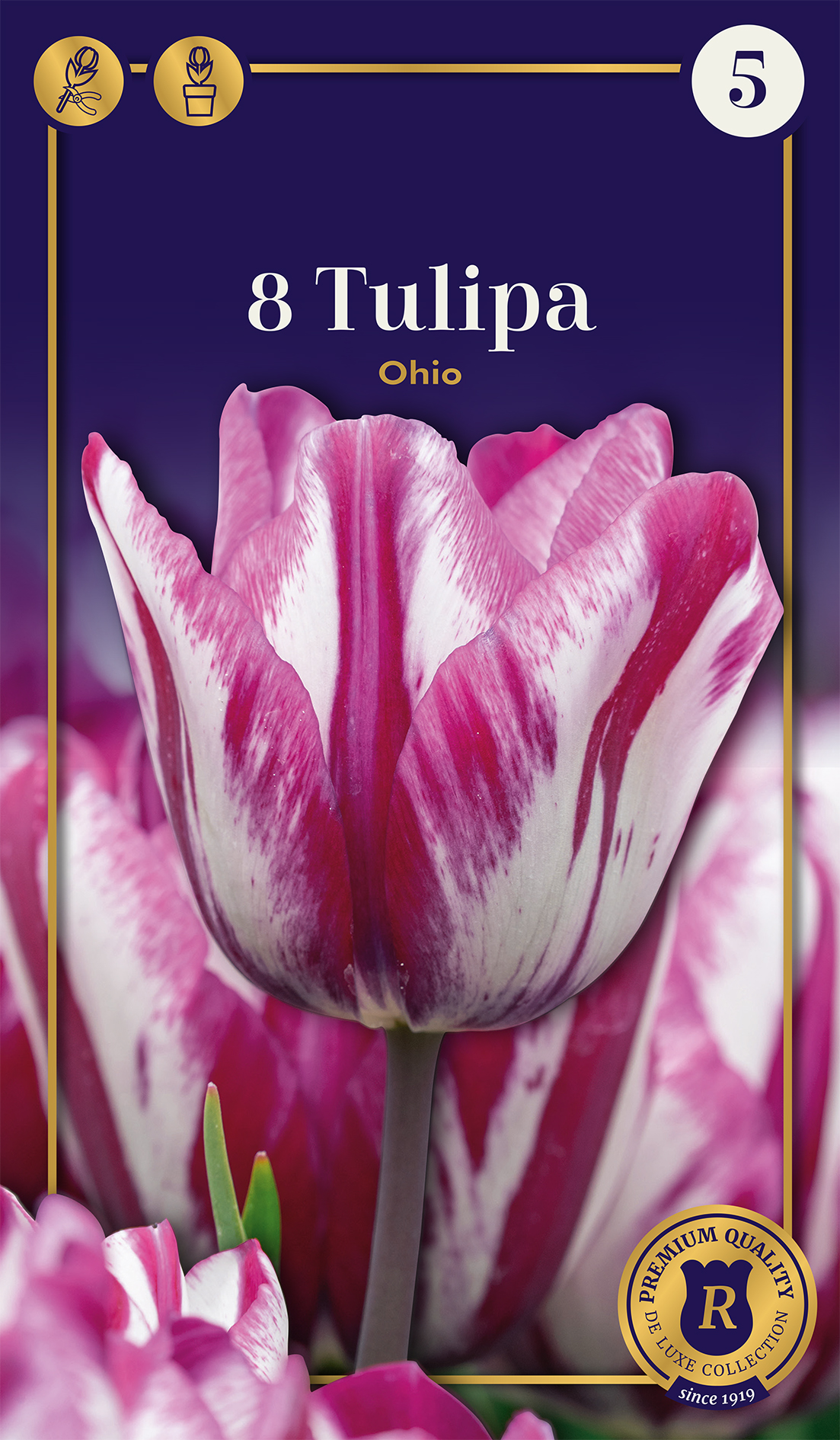 Tulpe Ohio 5 gab.