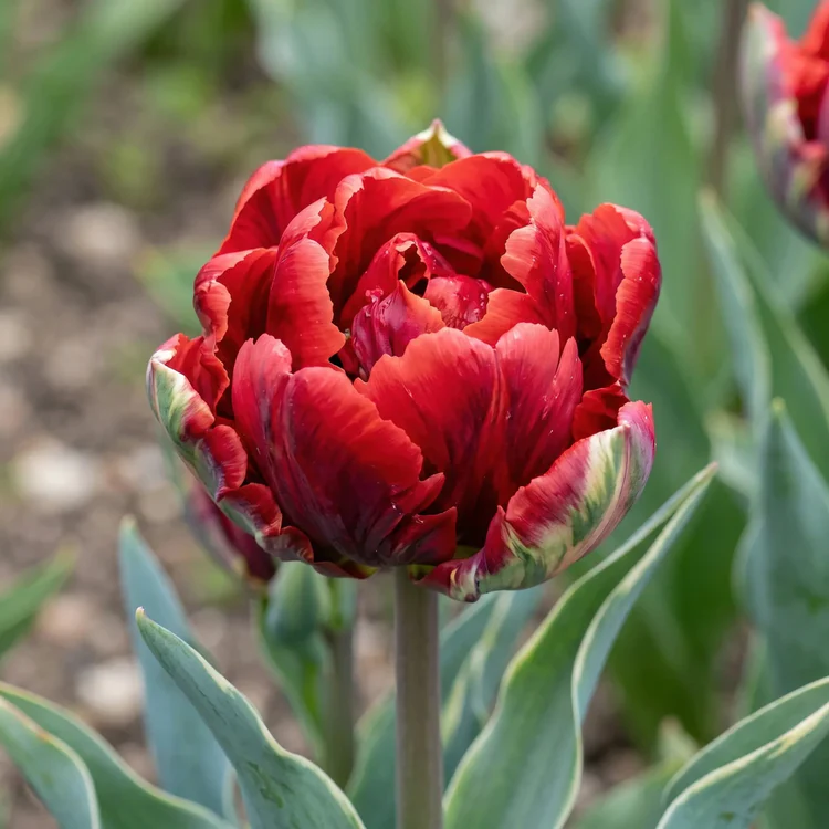 Tulpe Rococo Double 1 gab.