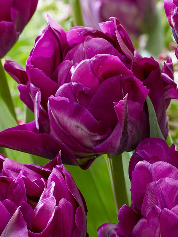 Tulpe Saigon Double 1 gab.
