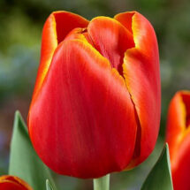 Tulpe Verandi 1 gab.