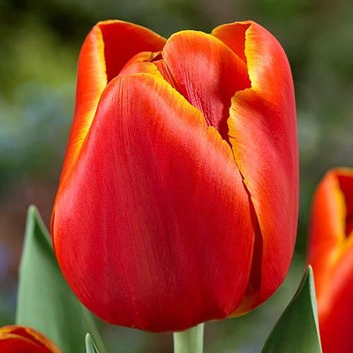 Tulpe Verandi 1 gab.
