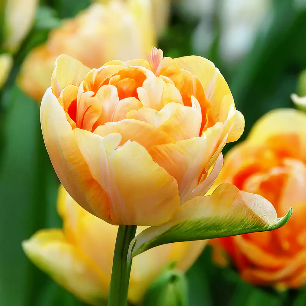 Tulpe Zantucharme 1 gab.