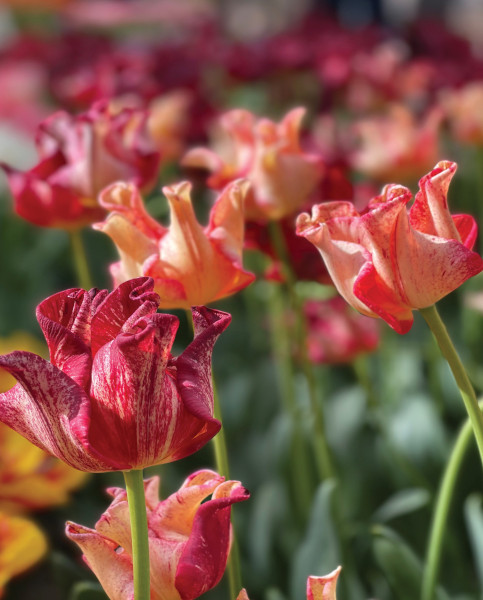 Tulpe Striped Crown 1 gab.