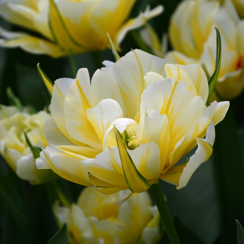 Tulpe Sweet Valley 1 gab.