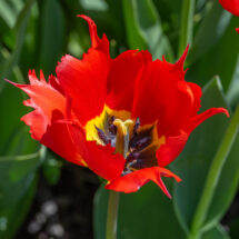 Tulpe Robbedoes 1 gab.