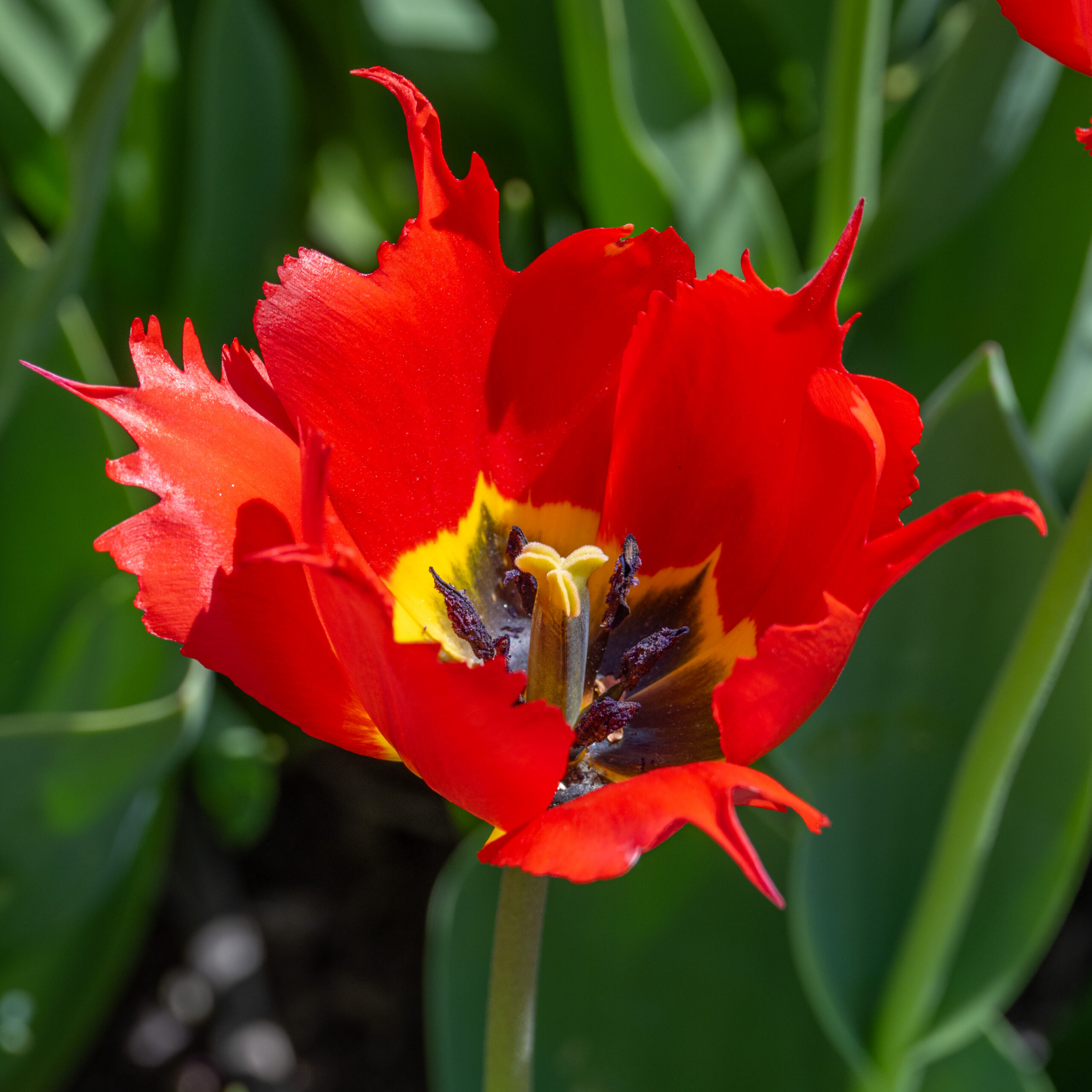 Tulpe Robbedoes 1 gab.