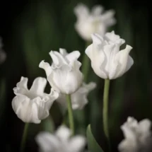 Tulpe White Liberstar 1 gab.