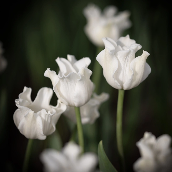 Tulpe White Liberstar 1 gab.
