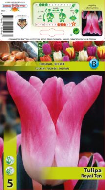 Tulpe Royal Ten 5 gab.