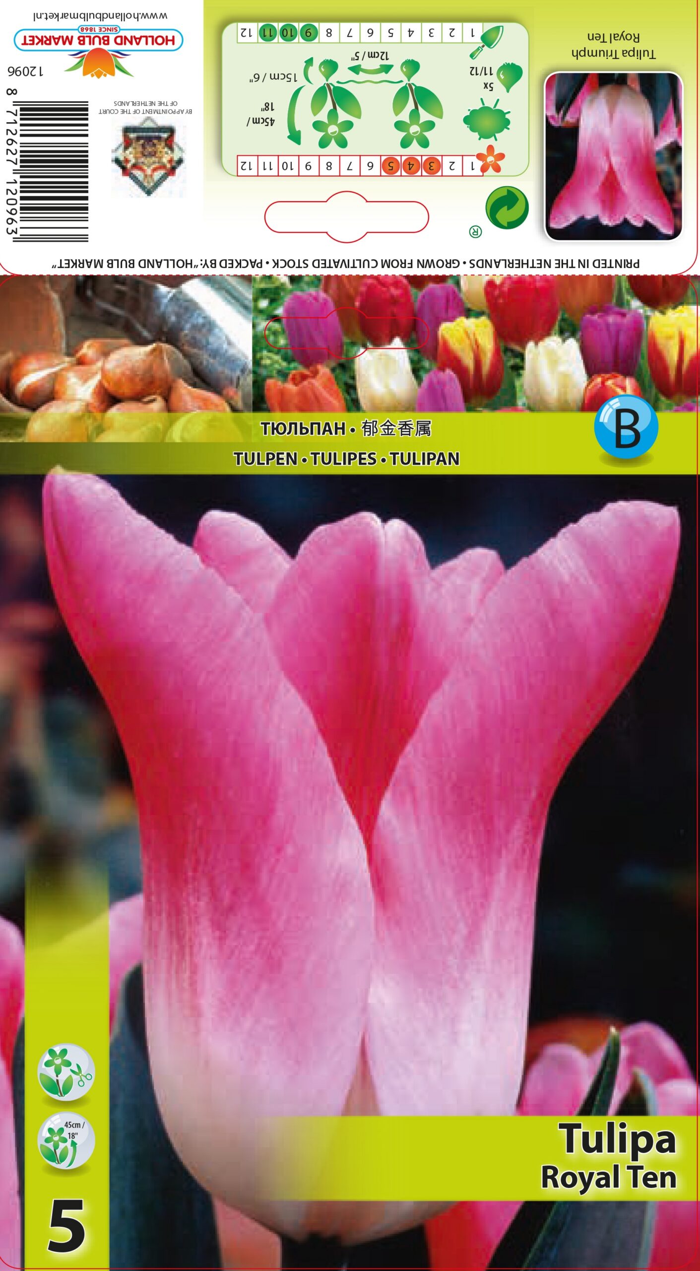 Tulpe Royal Ten 5 gab.