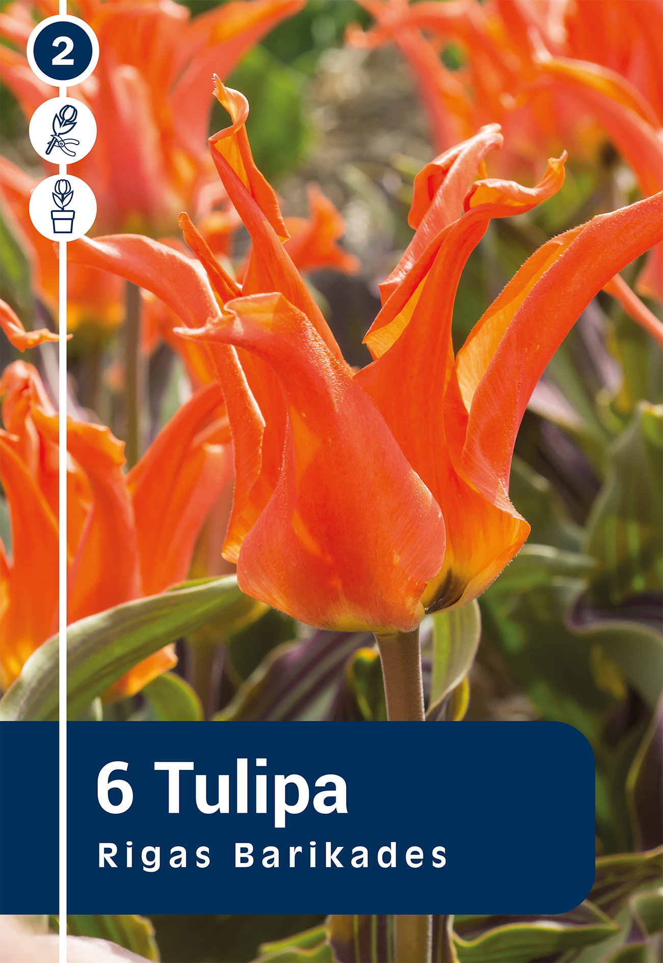 Tulpe Rīgas Barikādes 6 gab.