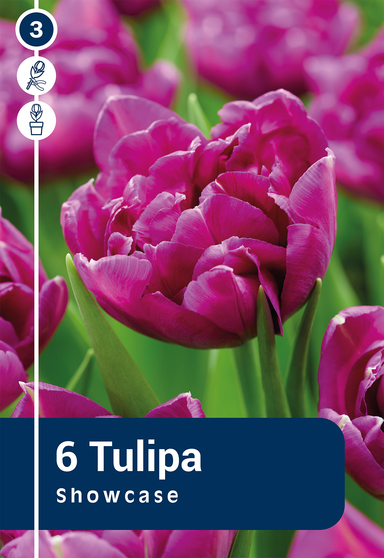 Tulpe Showcase 6 gab.