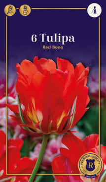 Tulpe Red Bono 5 gab.