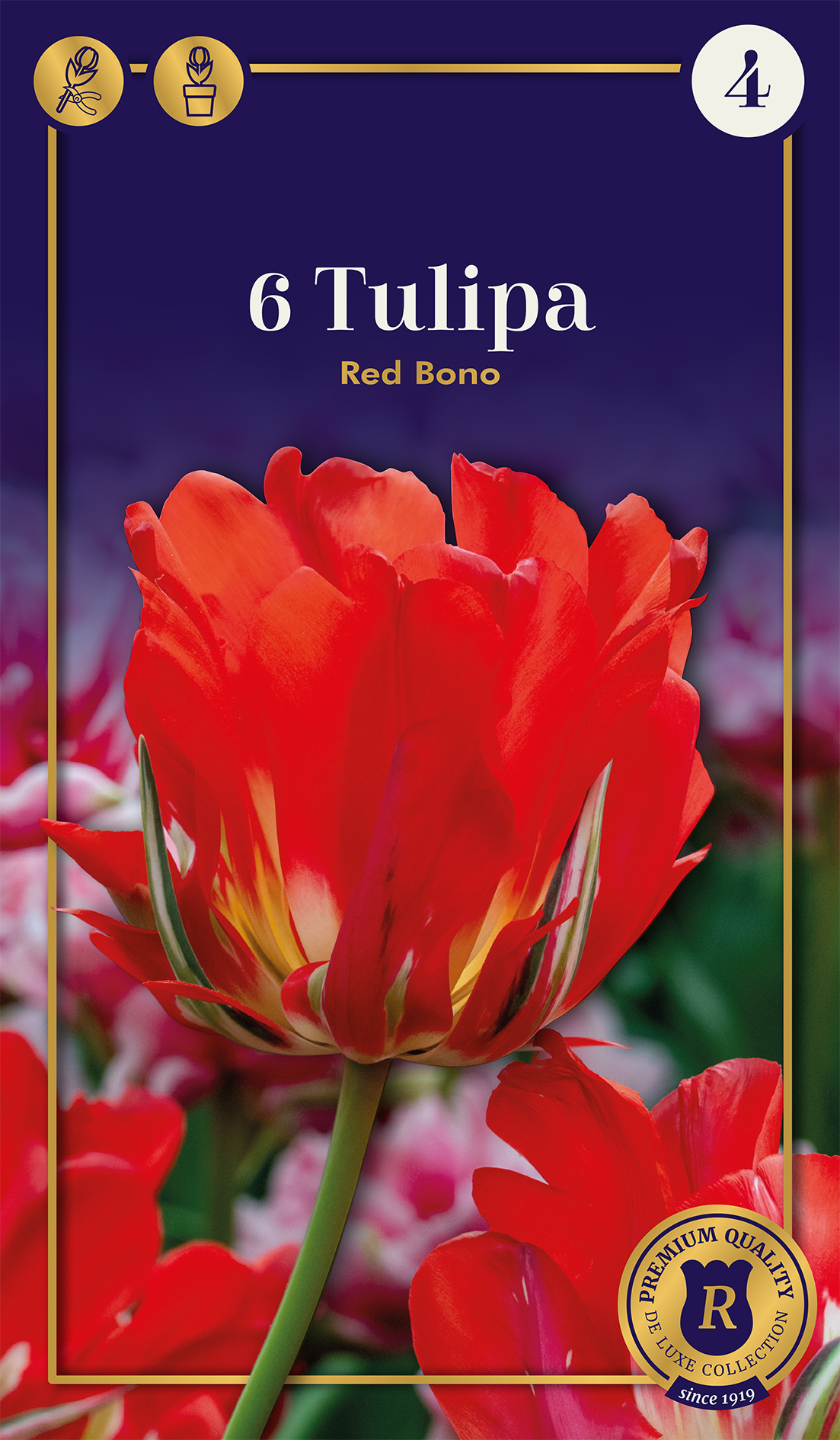 Tulpe Red Bono 5 gab.